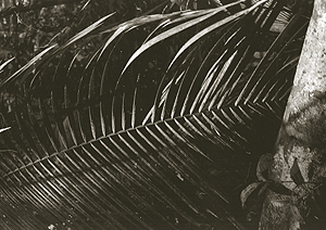 LEICA IIIf, SUMMICRON 2/50, GIGABIT FILM